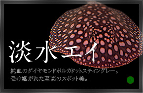 アジアアロワナ 淡水エイ等大型魚 古代魚の販売店 アクアルームボス アジアアロワナ 淡水エイ等大型魚 古代魚の販売店 アクアルームボス